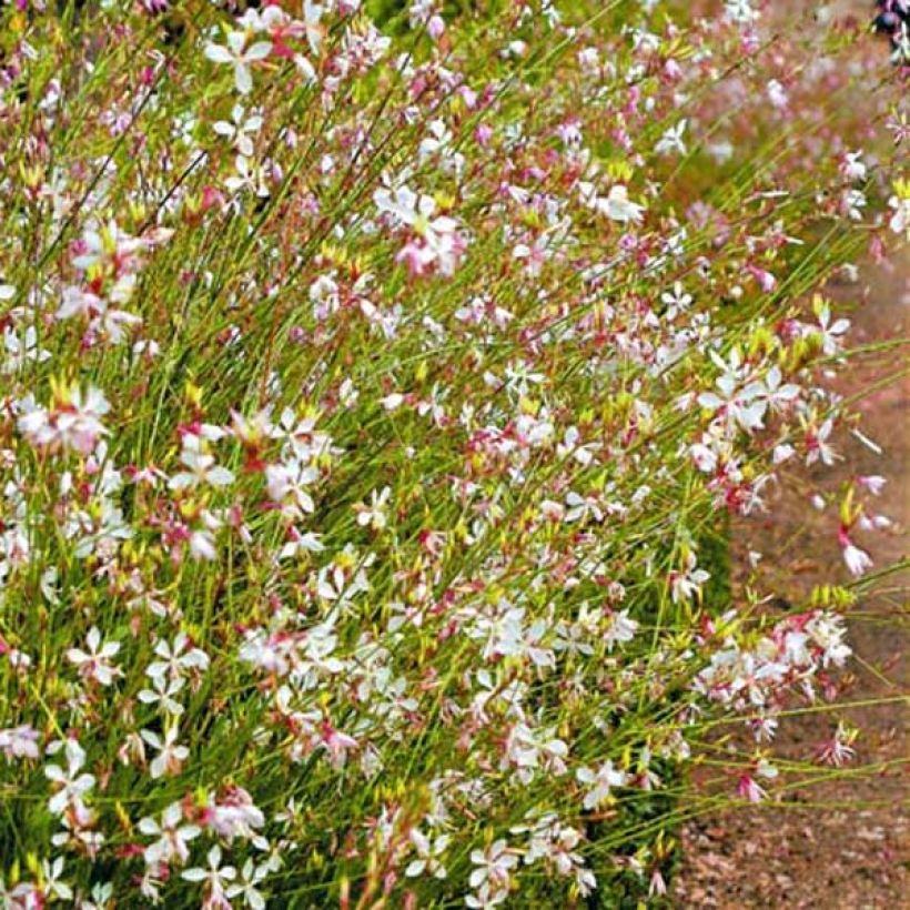 Gaura lindheimeri Snowstorm (Porte)