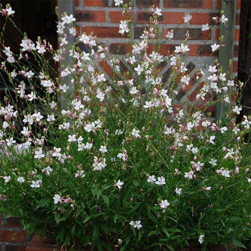 Gaura lindheimeri White (Porte)