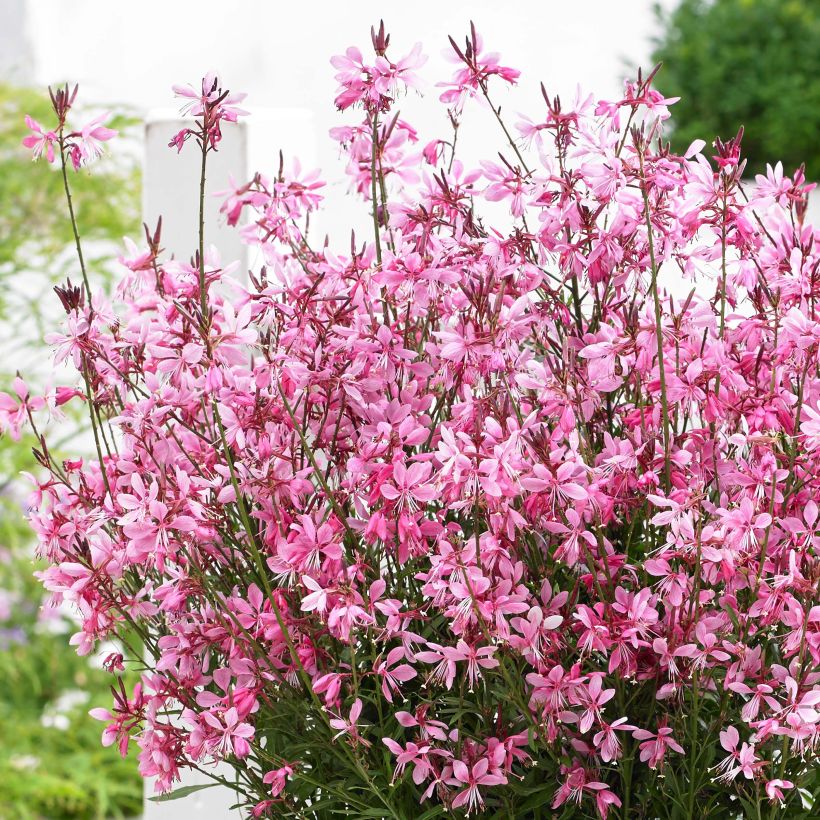 Gaura lindheimeri Baby Butterfly Dark Pink (Floración)