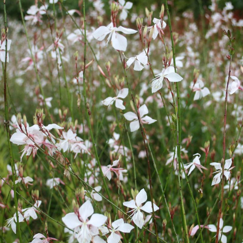 Gaura lindheimeri White (Floración)