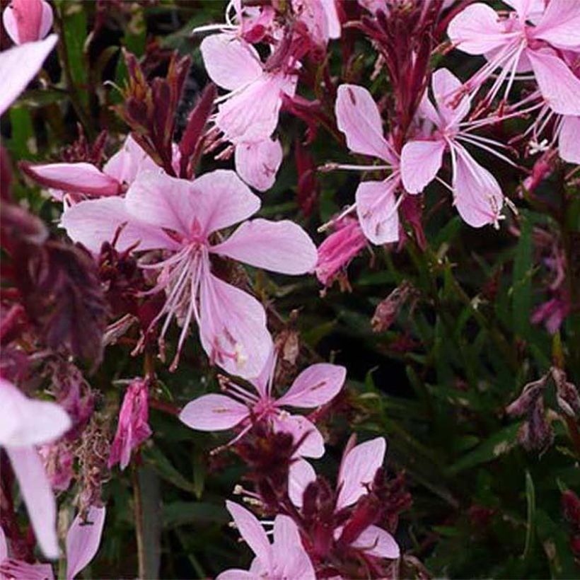 Gaura lindheimeri Blaze (Floración)