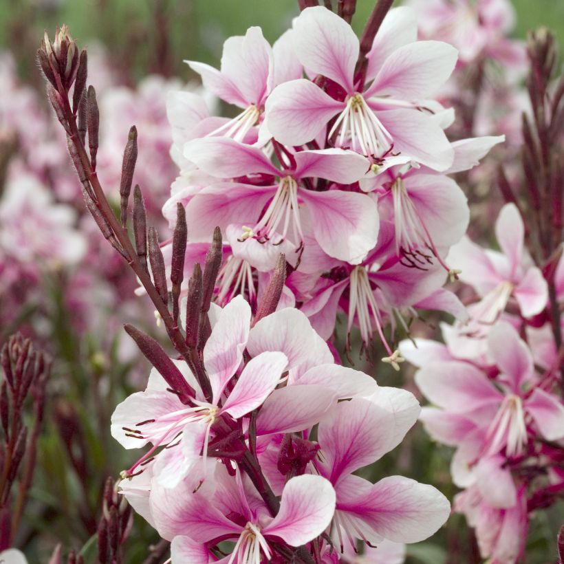 Gaura lindheimeri Cherry Brandy (Floración)