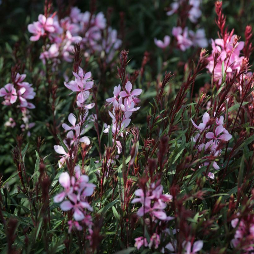 Gaura lindheimeri Passionate Blush (Floración)