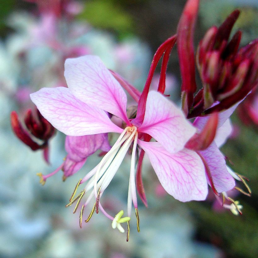 Gaura lindheimeri Passionate Rainbow (Floración)