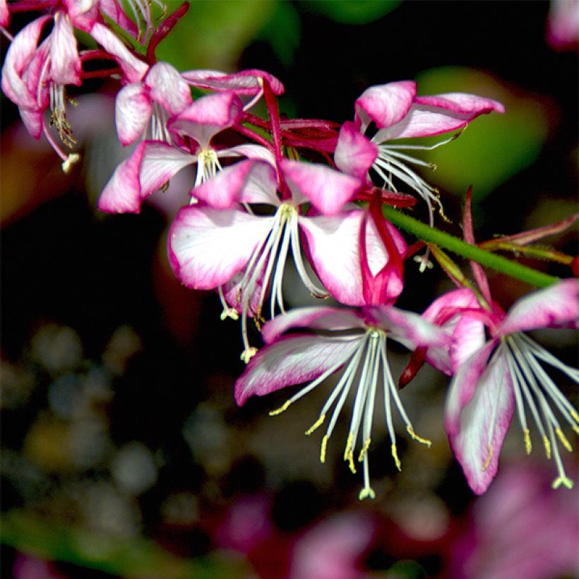 Gaura lindheimeri Rosy Jane (Floración)