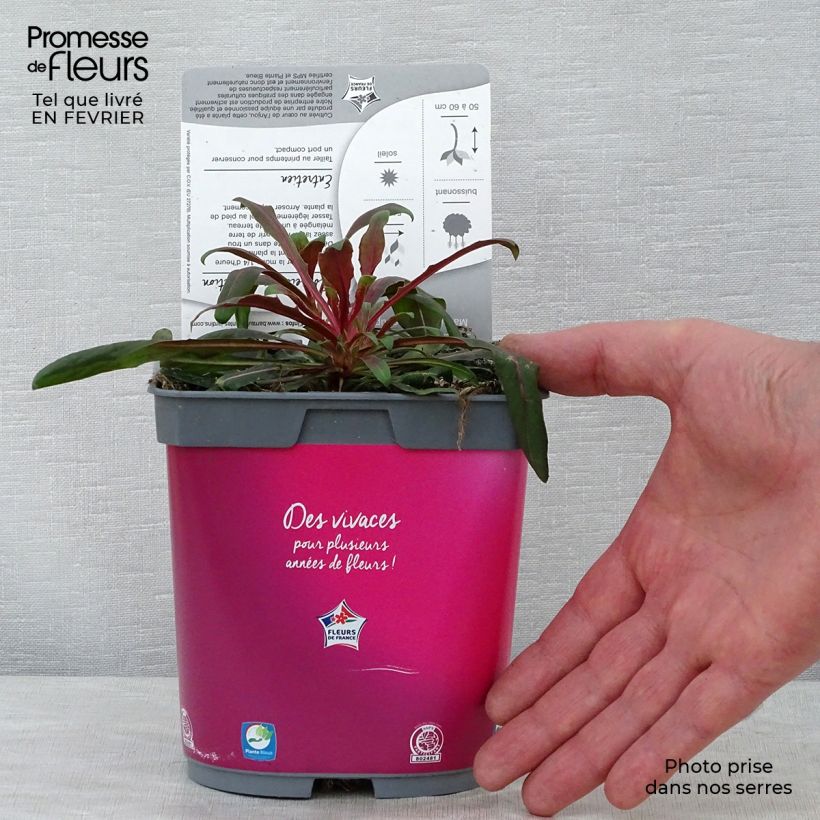 Gaura lindheimeri Rosy Jane en pot de 2L Ejemplar entregado en invierno