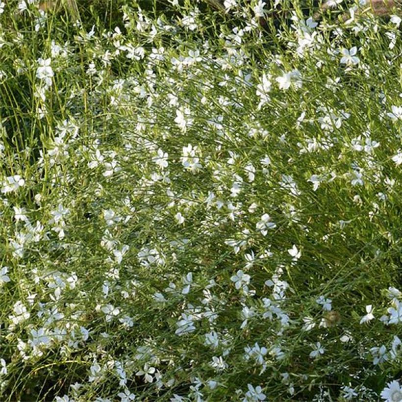 Gaura lindheimeri Snowbird (Floración)