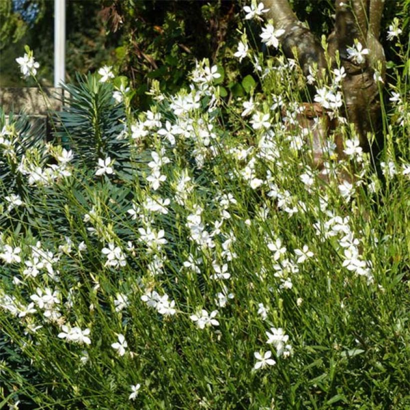 Gaura lindheimeri Snowbird (Porte)