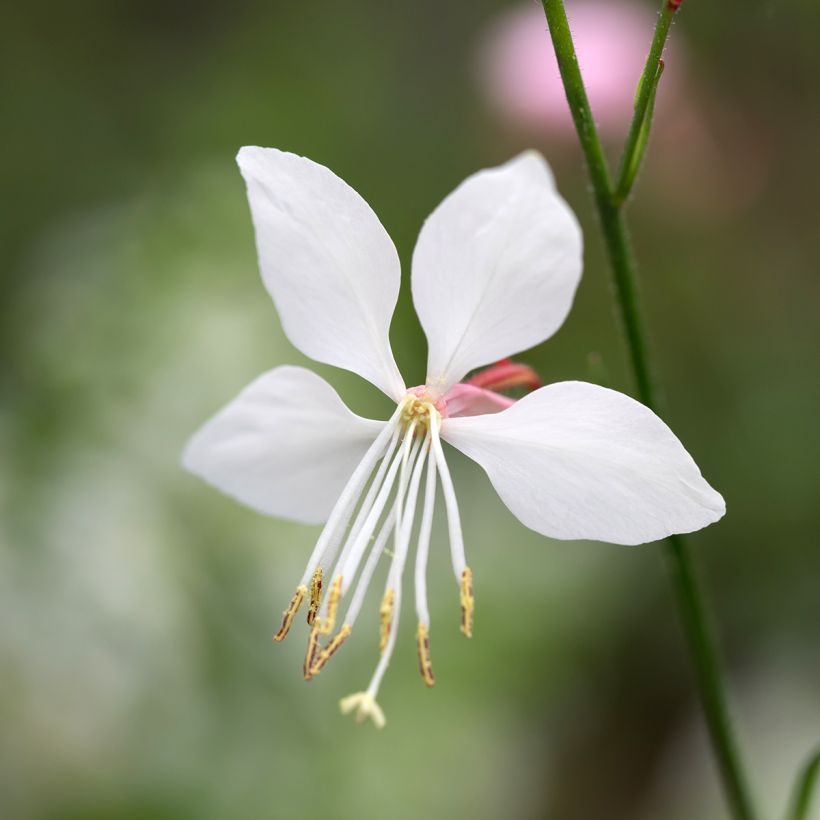 Gaura lindheimeri Steffi White (Floración)