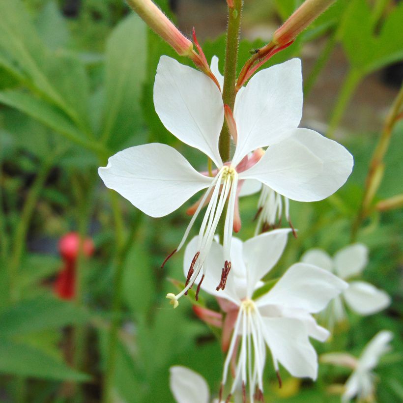 Gaura lindheimeri Whirling Butterflies (Floración)