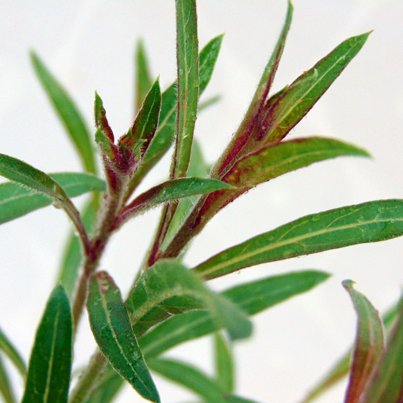 Gaura lindheimeri Siskiyou pink (Follaje)