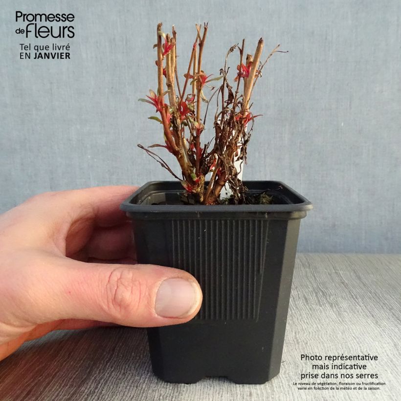 Gaura lindheimeri rose Siskiyou pink en godet de 9 cm Ejemplar entregado en invierno