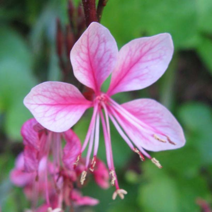 Gaura lindheimeri Siskiyou pink (Floración)