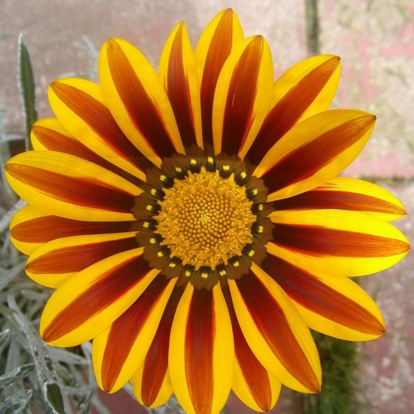 Gazania rigens Big Kiss Yellow Flame (Floración)