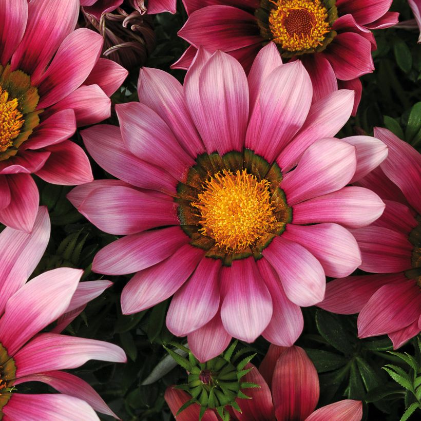 Gazania rigens New Day Pink Shades (Floración)