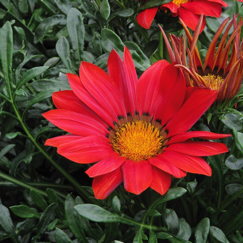 Gazania rigens New Day Red Shades (Floración)