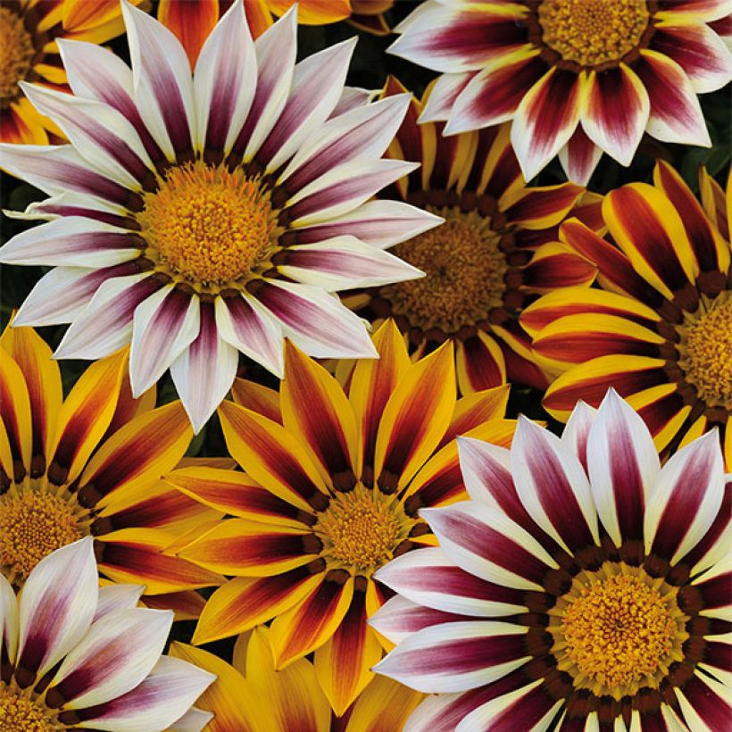 Gazania rigens Big Kiss White Flame (Floración)