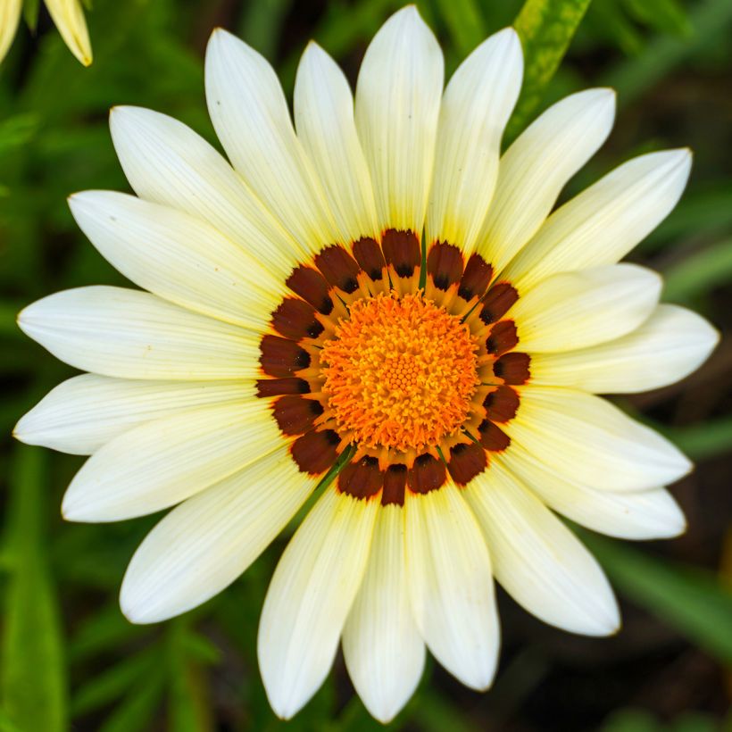 Gazania rigens New Day White (Floración)