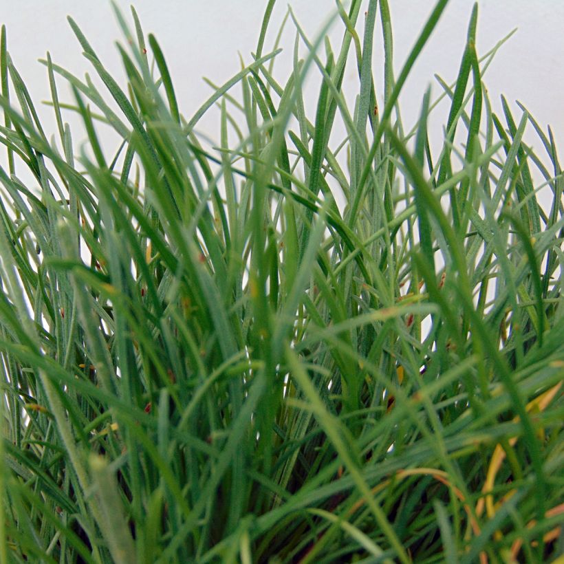 Clavelina del mar Düsseldorfer Stolz - Armeria maritima (Follaje)