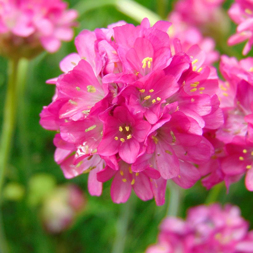 Clavelina del mar Düsseldorfer Stolz - Armeria maritima (Floración)