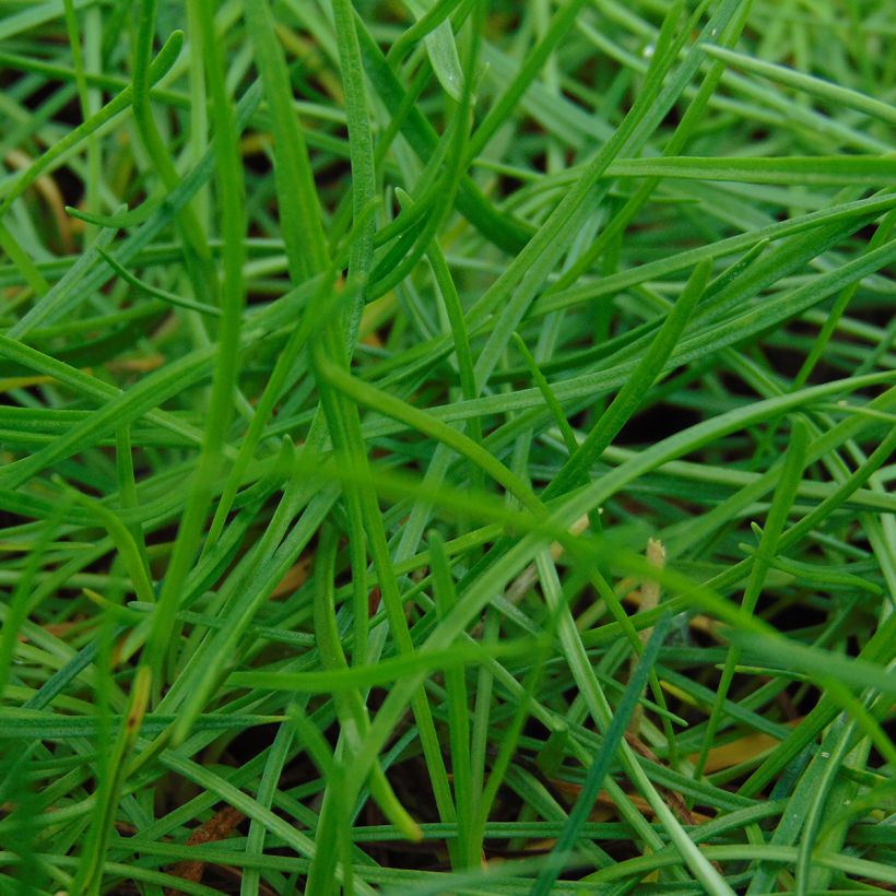 Clavelina del mar Splendens - Armeria maritima (Follaje)