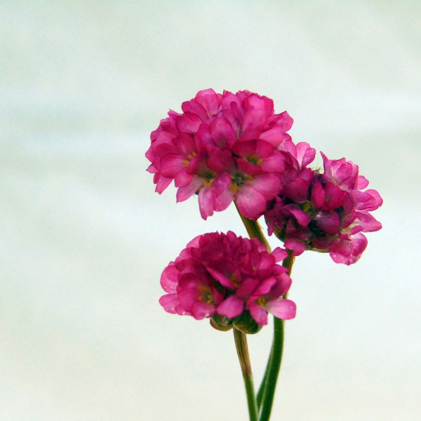 Clavelina del mar Vesuvius - Armeria maritima (Floración)