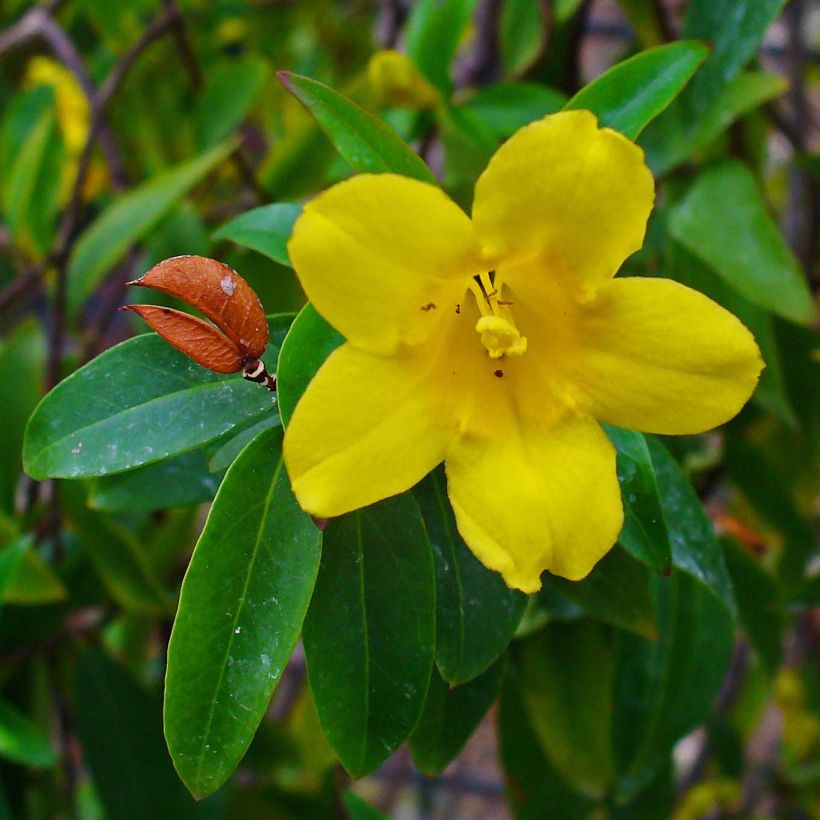 Gelsemium sempervirens (Floración)