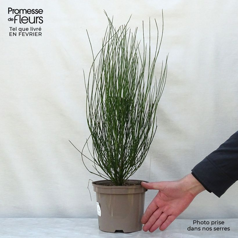 Genêt - Cytisus Hollandia Pot de 2L/3L Ejemplar entregado en invierno