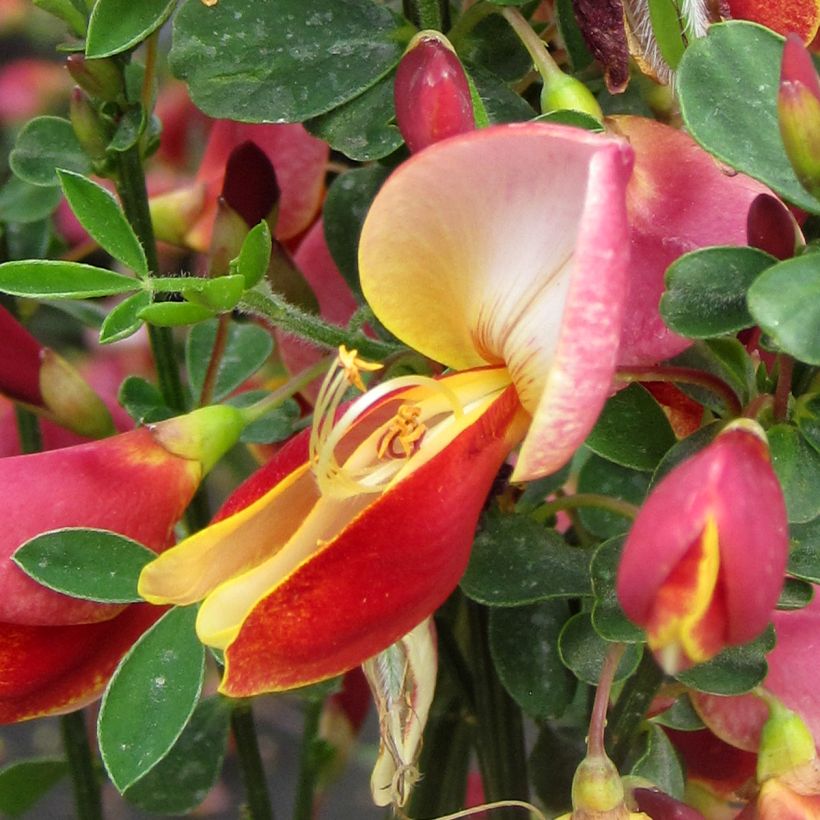 Cytisus Maria Burkwood - Ginesta (Floración)