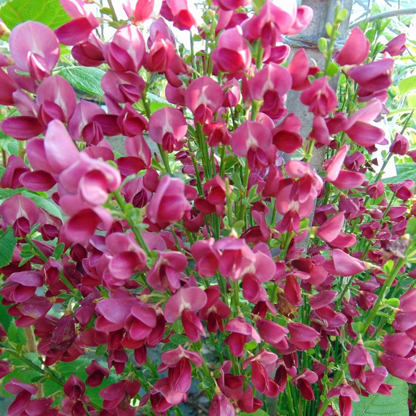 Retama negra Ruby - Cytisus scoparius (Floración)