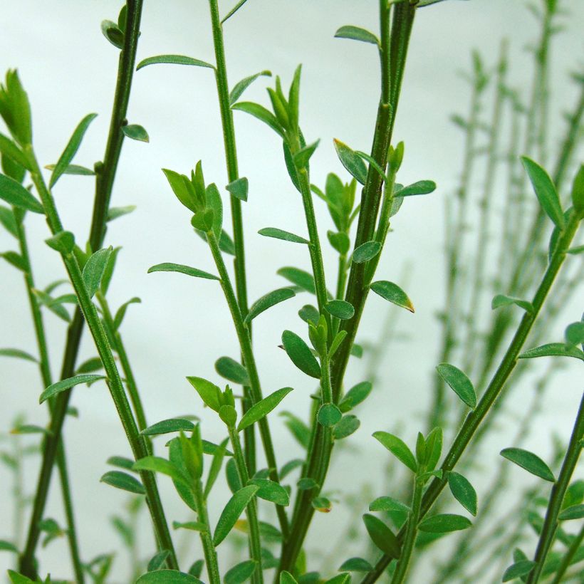 Retama negra Andreanus - Cytisus scoparius (Follaje)