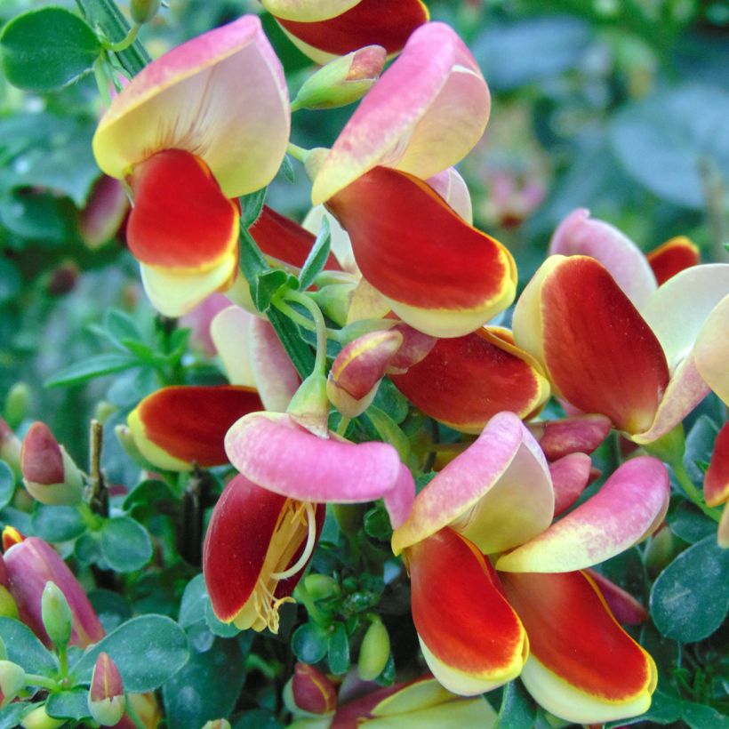 Retama negra Andreanus - Cytisus scoparius (Floración)