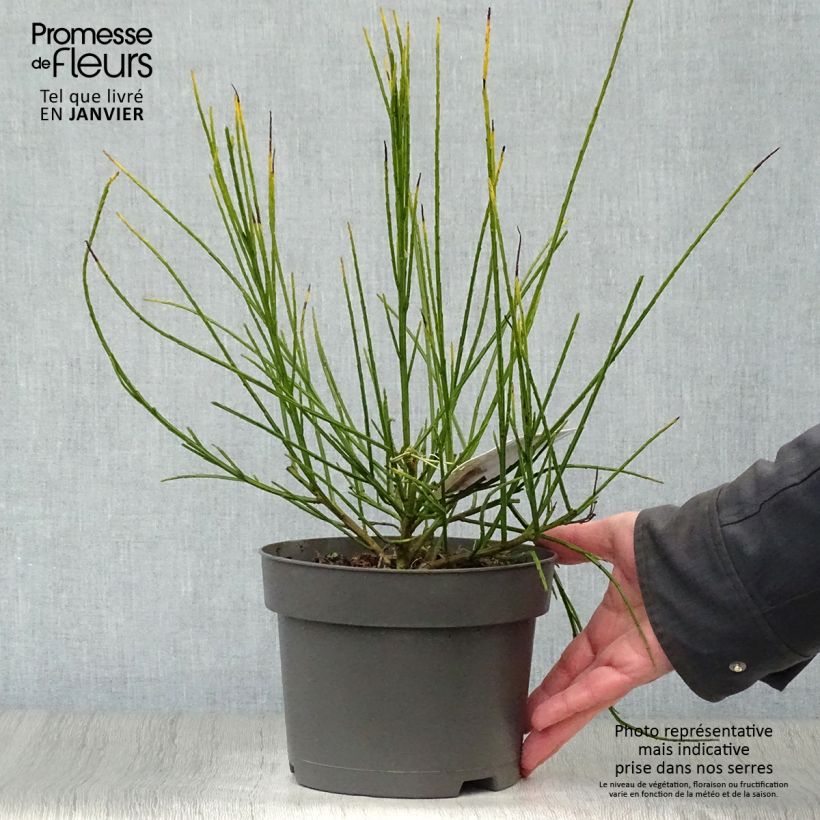 Genêt à balais - Cytisus scoparius Andreanus Pot de 2L/3L Ejemplar entregado en invierno