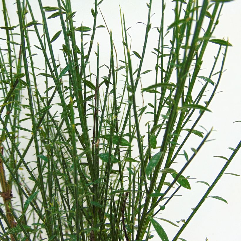 Retama negra Cytisus Lena - Cytisus scoparius (Follaje)