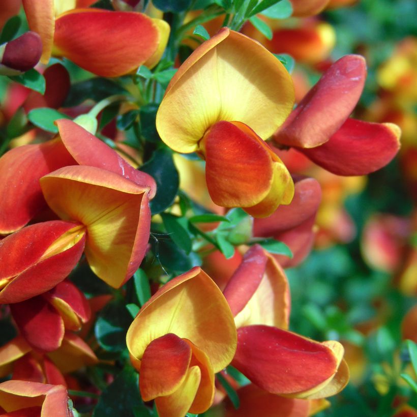 Retama negra Cytisus Lena - Cytisus scoparius (Floración)