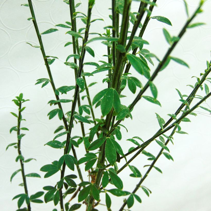 Retama negra Luna - Cytisus scoparius (Follaje)