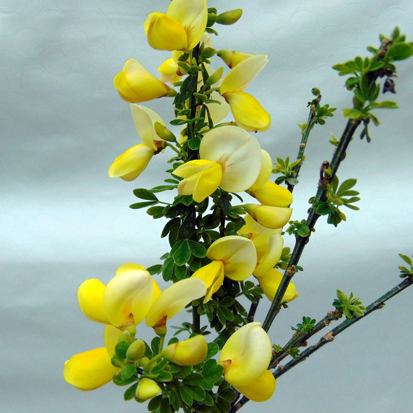 Retama negra Luna - Cytisus scoparius (Floración)