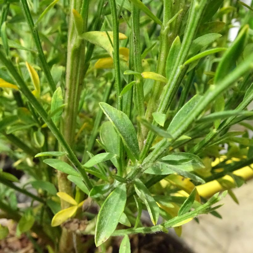 Retama negra Roter Favorit - Cytisus scoparius (Follaje)