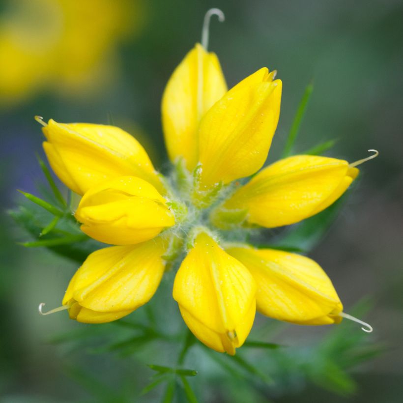 Genista hispanica - Abulaga (Floración)