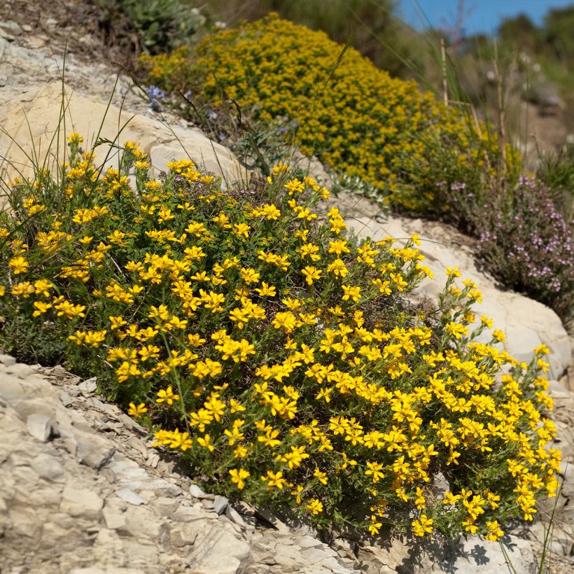 Genista hispanica - Abulaga (Porte)