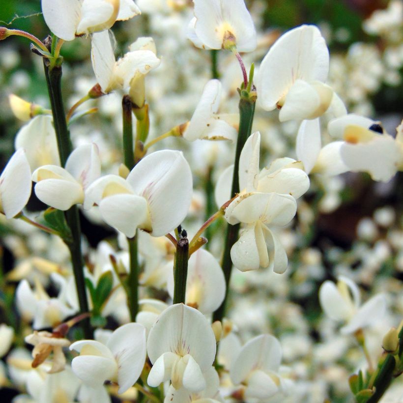 Cytisus praecox Albus (Floración)