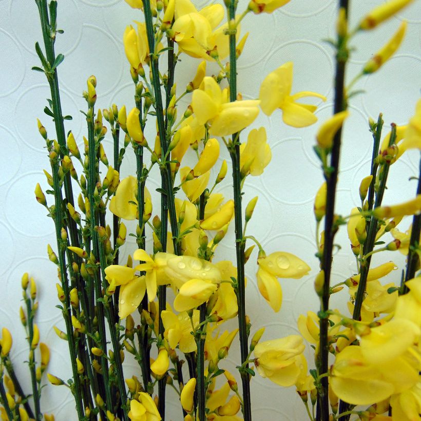 Cytisus praecox Allgold (Floración)