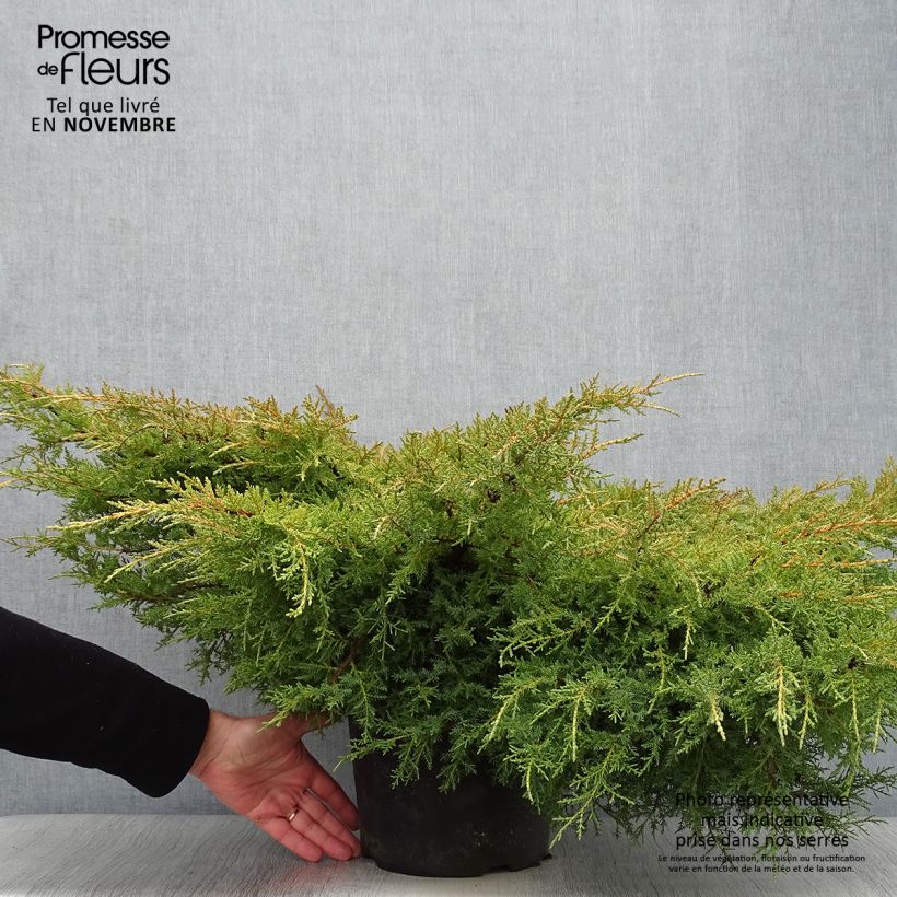 Ejemplar de Genévrier - Juniperus pfitzeriana Goldkissen en pot de 7,5l/10l entregado en otoño