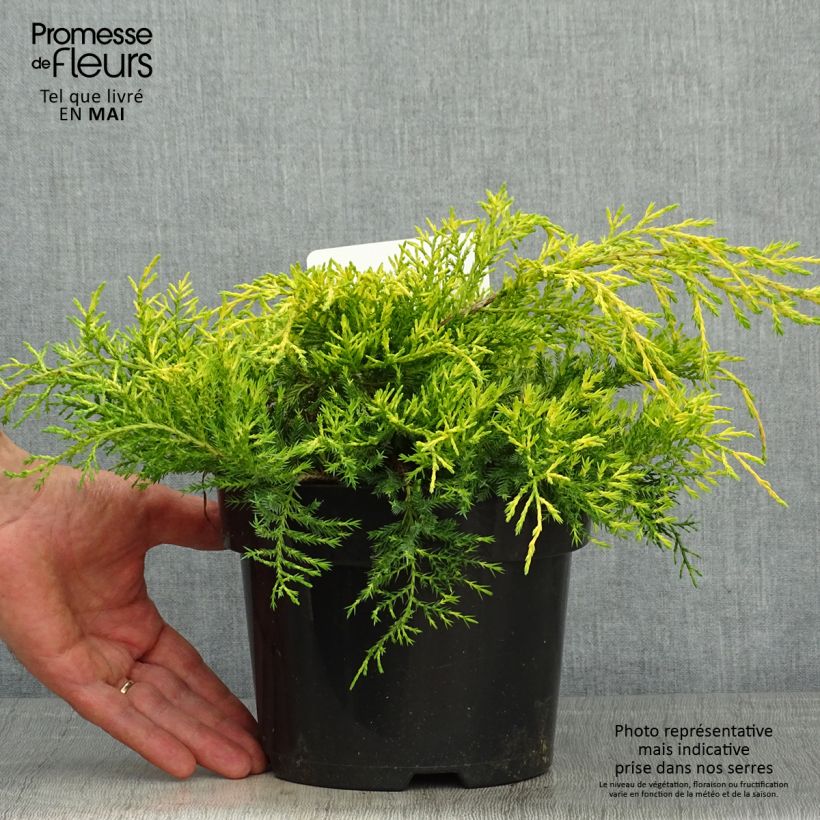 Genévrier - Juniperus pfitzeriana King Of Spring Pot de 2L/3L Ejemplar entregado en la primavera