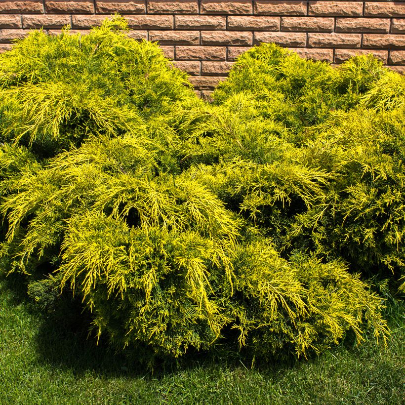 Juniperus pfitzeriana King of Spring - Enebro híbrido (Porte)