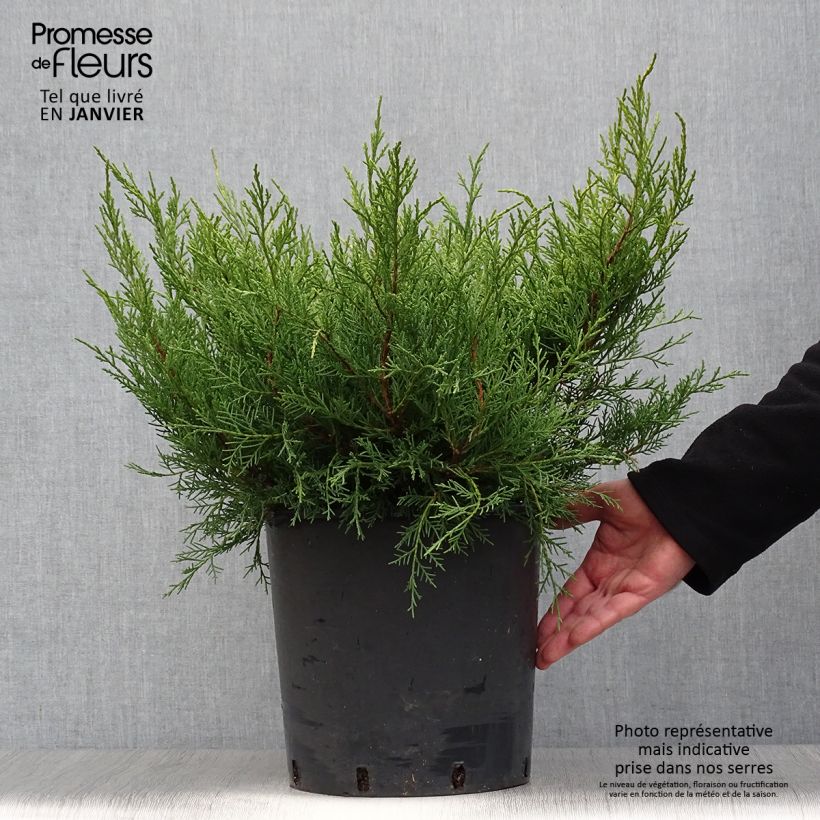 Genévrier - Juniperus pfitzeriana Old Gold en pot de 7,5L/10L Ejemplar entregado en invierno