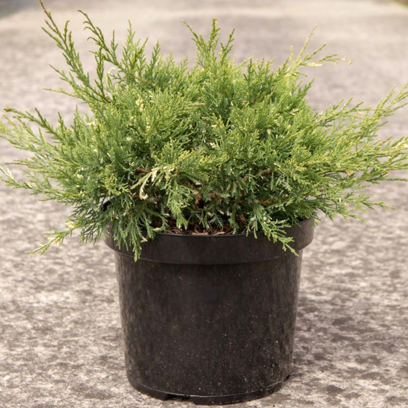 Juniperus pfitzeriana White Splash - Enebro híbrido (Porte)