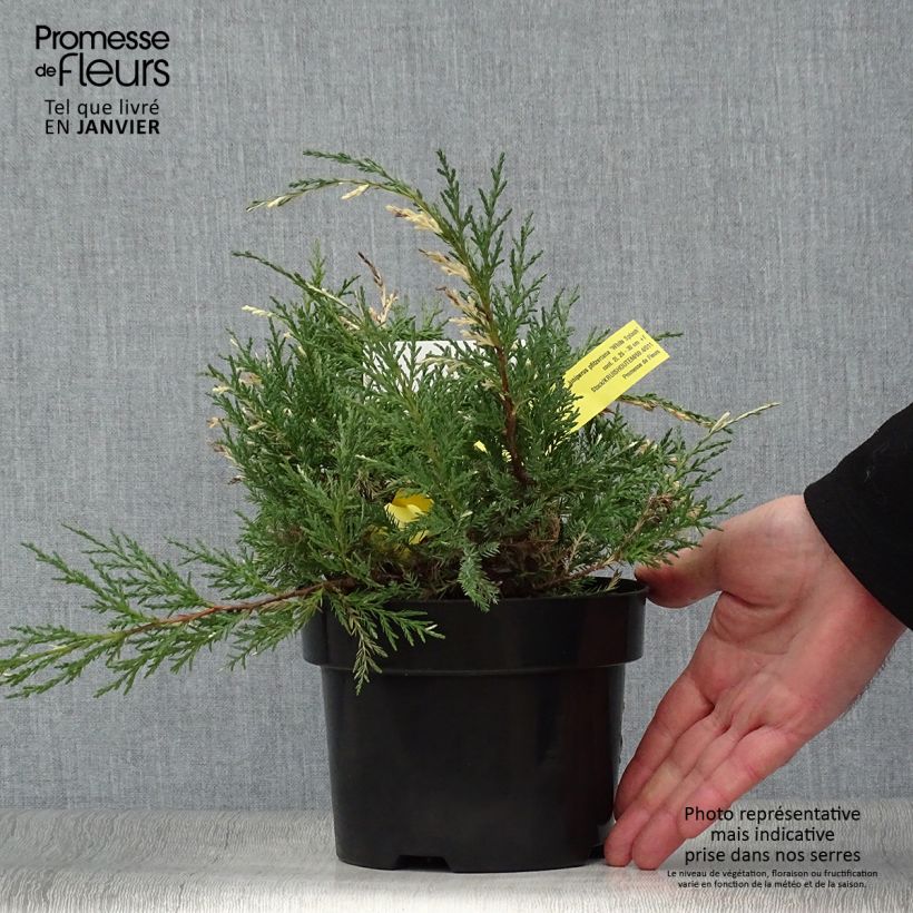 Genévrier - Juniperus pfitzeriana White Splash Pot de 2L/3L Ejemplar entregado en invierno