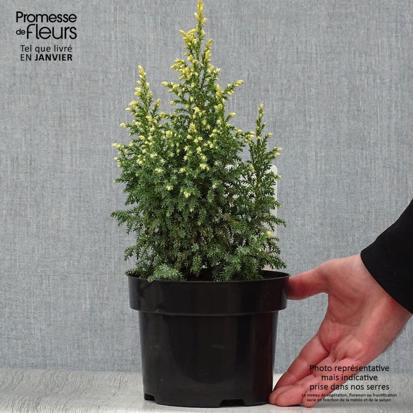 Genévrier - Juniperus pingii Hulsdonk Yellow Pot de 2L/3L Ejemplar entregado en invierno