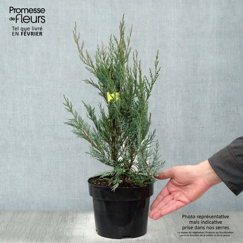 Genévrier - Juniperus scopulorum Moonglow Pot de 2L/3L Ejemplar entregado en invierno